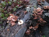 Armillaria sinapina image