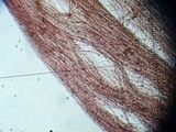 Entoloma vernum image
