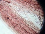 Entoloma vernum image