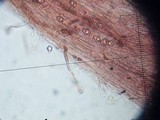 Entoloma vernum image
