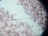 Entoloma vernum image