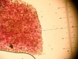 Entoloma vernum image