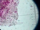 Entoloma vernum image
