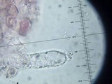 Entoloma vernum image