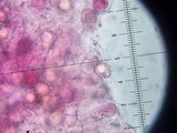 Entoloma vernum image