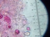 Entoloma vernum image
