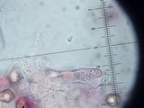 Entoloma vernum image