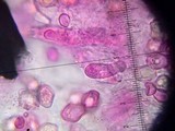 Entoloma vernum image