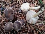 Tricholoma terreum image