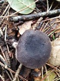 Tricholoma myomyces var. cystidiotum image