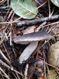 Tricholoma myomyces var. cystidiotum image