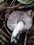 Tricholoma myomyces var. cystidiotum image
