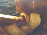 Gymnopilus ventricosus image