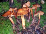 Phaeocollybia redheadii image