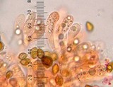 Phaeocollybia redheadii image