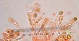 Phaeocollybia redheadii image