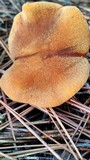 Cystoderma fallax image