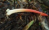 Phallus rubicundus image