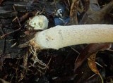 Phallus rubicundus image