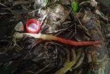 Phallus rubicundus image