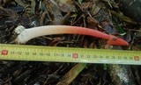 Phallus rubicundus image