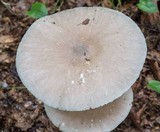 Amanita spreta image