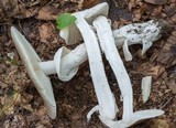 Amanita spreta image