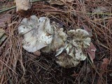 Tricholoma portentosum image