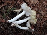 Tricholoma portentosum image