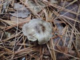 Tricholoma portentosum image