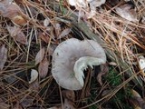 Tricholoma portentosum image