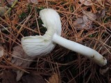 Tricholoma portentosum image