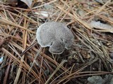 Tricholoma atrosquamosum image