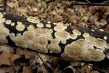 Irpex lacteus image