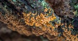 Badhamia utricularis image