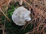 Tricholoma portentosum image
