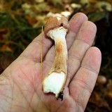 Armillaria solidipes image