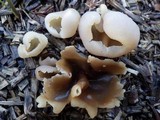 Peziza vesiculosa image