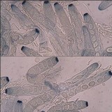 Peziza vesiculosa image