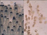 Peziza vesiculosa image