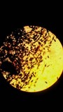 Amphirosellinia evansii image