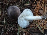 Tricholoma terreum image