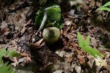 Russula variata image