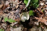 Russula variata image