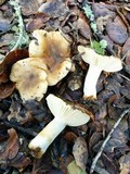 Russula cerolens image