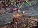 Mycena purpureofusca image