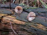 Mycena purpureofusca image