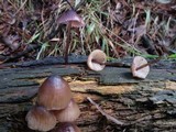 Mycena purpureofusca image