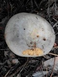 Lactarius argillaceifolius image