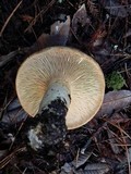 Lactarius argillaceifolius image